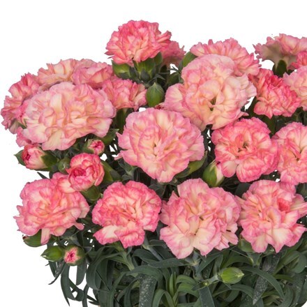 Picture of Dianthus Menorca Floriane