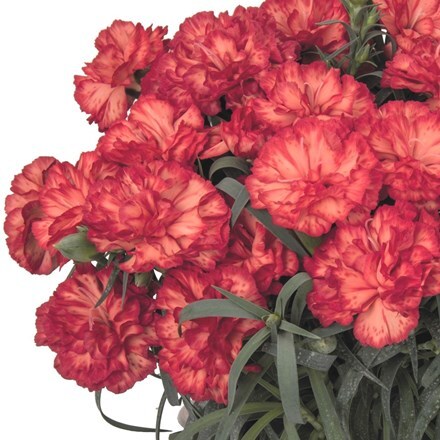 Picture of Dianthus Menorca Fancy Orange