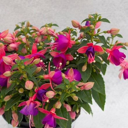 Picture of Fuchsia Jollies Nancy