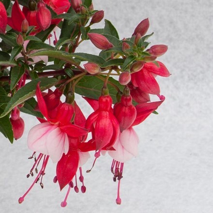Picture of Fuchsia Jollies Menton