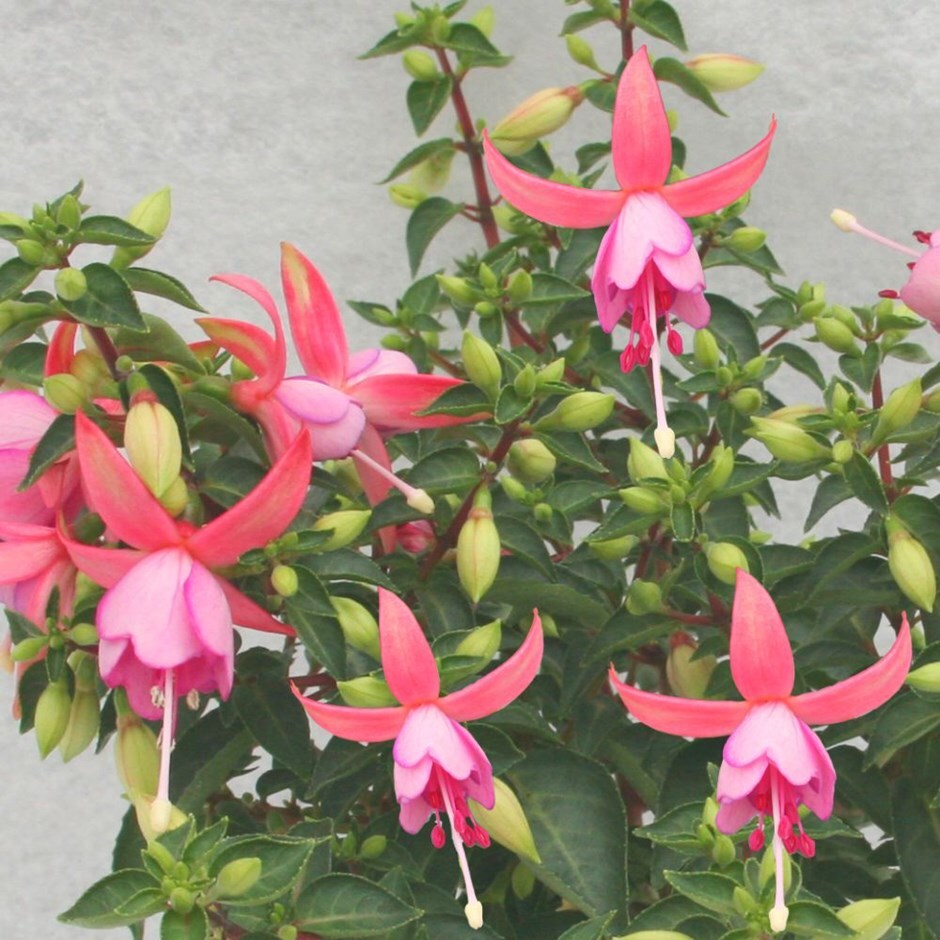 Buy 13cm Pot Grown Bedding Delivered Direct By A British Nursery Fuchsia Jollies Riems