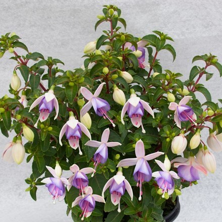 Picture of Fuchsia Jollies Macon