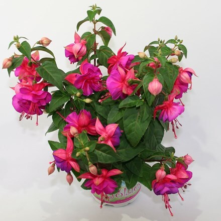 Picture of Fuchsia Jollies Miravel