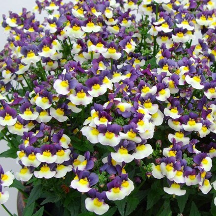 Picture of Nemesia Honey Bicolour Blue (Honey Series)