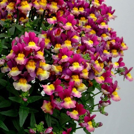 Picture of Nemesia Honey Bicolour Purple (Honey Series)