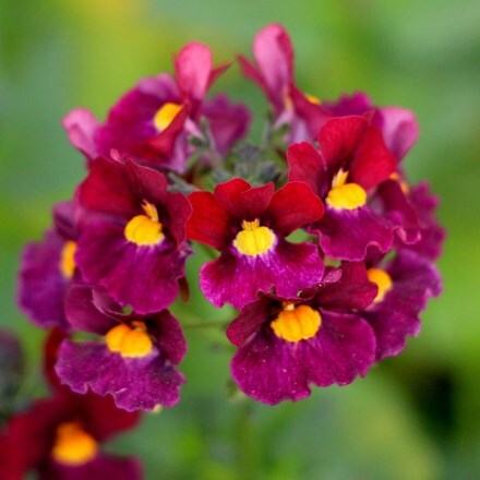 Picture of Nemesia Honey Red (Honey Series)