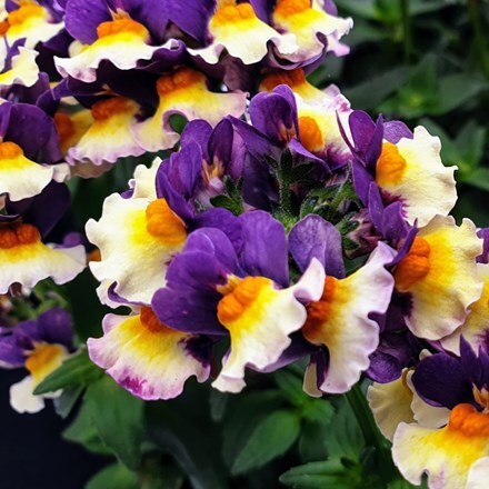 Picture of Nemesia Honey Orange Flame (Honey Series)