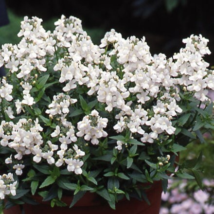 Picture of Nemesia Nuvo White (Nuvo Series)