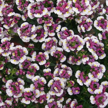 Picture of Nemesia Nuvo Purple Bicolour (Nuvo Series)