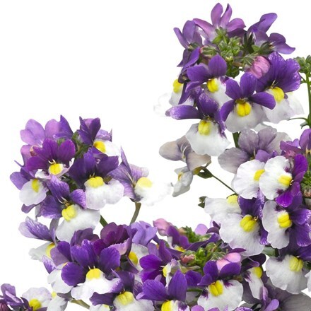 Picture of Nemesia Nuvo Blue (Nuvo Series)
