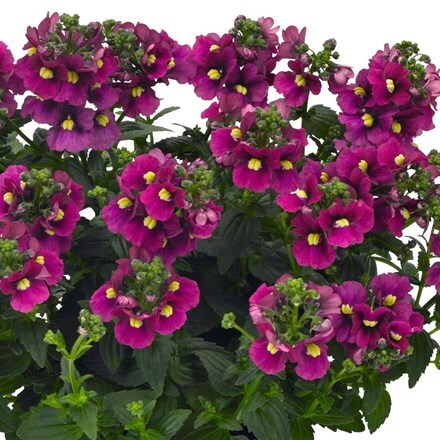 Picture of Nemesia Nuvo Carmine (Nuvo Series)