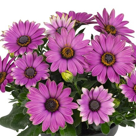 Picture of Osteospermum Astra Rose Magic (Astra Series)