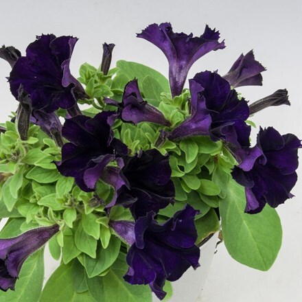 Picture of Petunia Belem Deep Violet