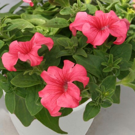 Picture of Petunia Belem Salmon