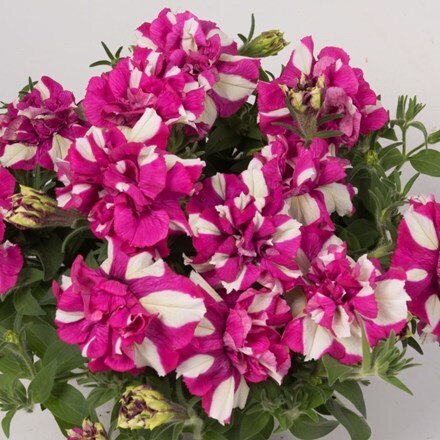 Picture of Petunia Origami Pink Touch (Origami Series)