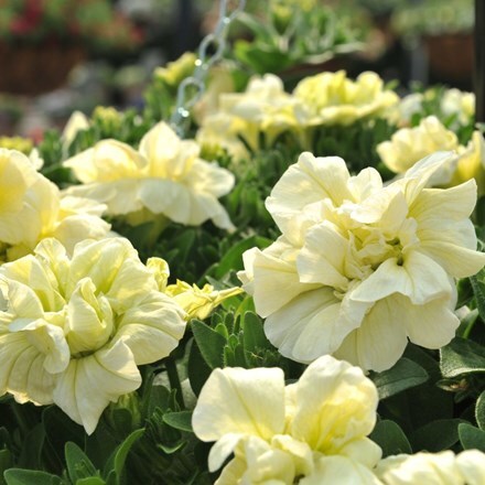Picture of Petunia Origami White (Origami Series)