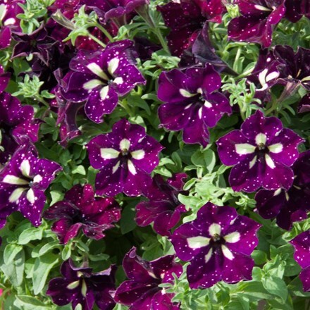 Picture of Petunia LightningSky