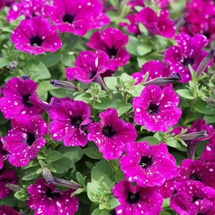 Picture of Petunia Royal Sky