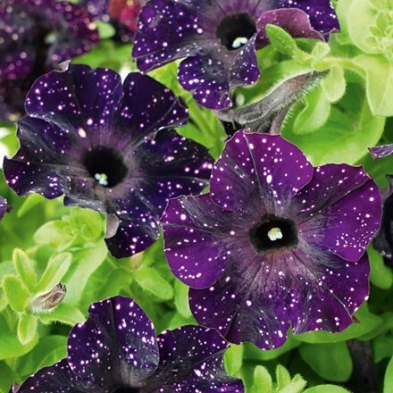 Picture of Petunia MysterySky