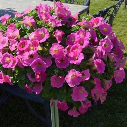 Picture of Petunia Potunia Hot Pink (Potunia Series)