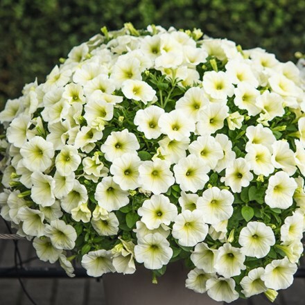 Picture of Petunia Potunia Popcorn (Potunia Series)