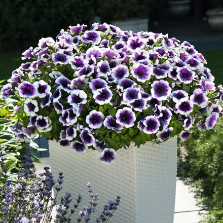 Picture of Petunia Potunia Purple Halo (Potunia Series)