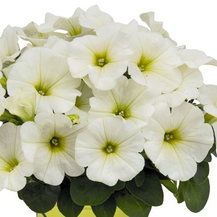Picture of Petunia Potunia Plus White (Potunia Series)