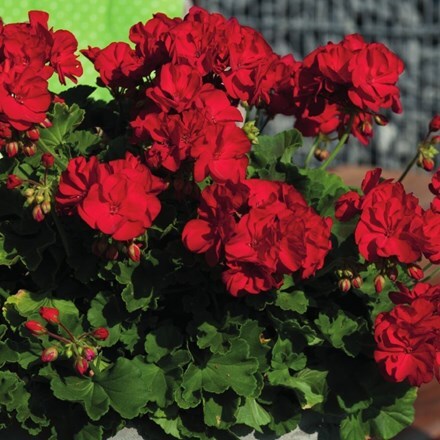 Picture of Geranium Green Idols Dark Red (Green Idols Series)