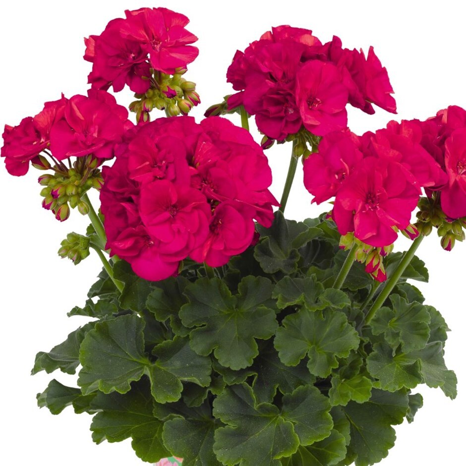 Buy 13cm Pot Grown Bedding Delivered Direct By A British Nursery Geranium Green Idols Neon Green Idols Series Delivery By Waitrose Garden