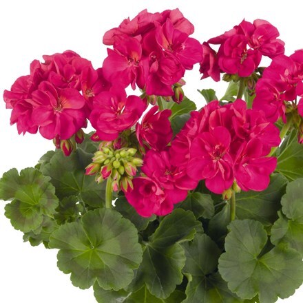 Picture of Geranium Green Idols Neon Sizzle (Green Idols Series)