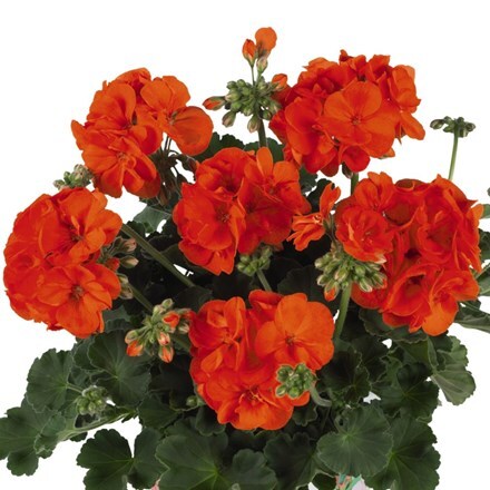 Picture of Geranium Green Idols Orange (Green Idols Series)