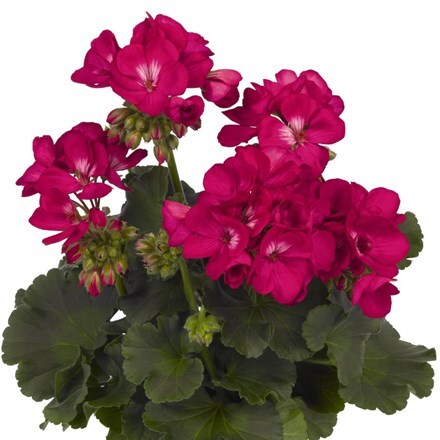 Picture of Geranium Green Idols Purple (Green Idols Series)