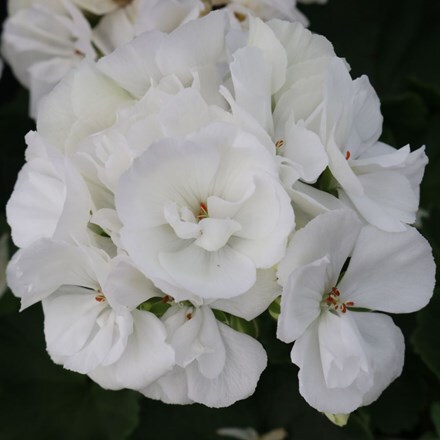 Picture of Geranium Green Idols White 2020 (Green Idols Series)