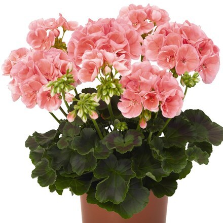 Picture of Geranium Green Series Gabrieli (Green Series)