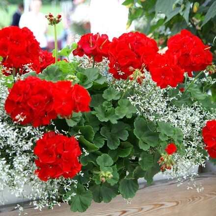 Picture of Geranium Green Series Praeludium (Green Series)