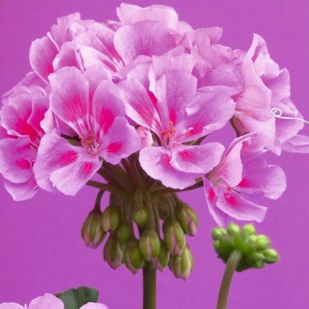 Picture of Geranium Savannah Lavender Splash ('Duesalaspla') (PBR) (Savannah Series)
