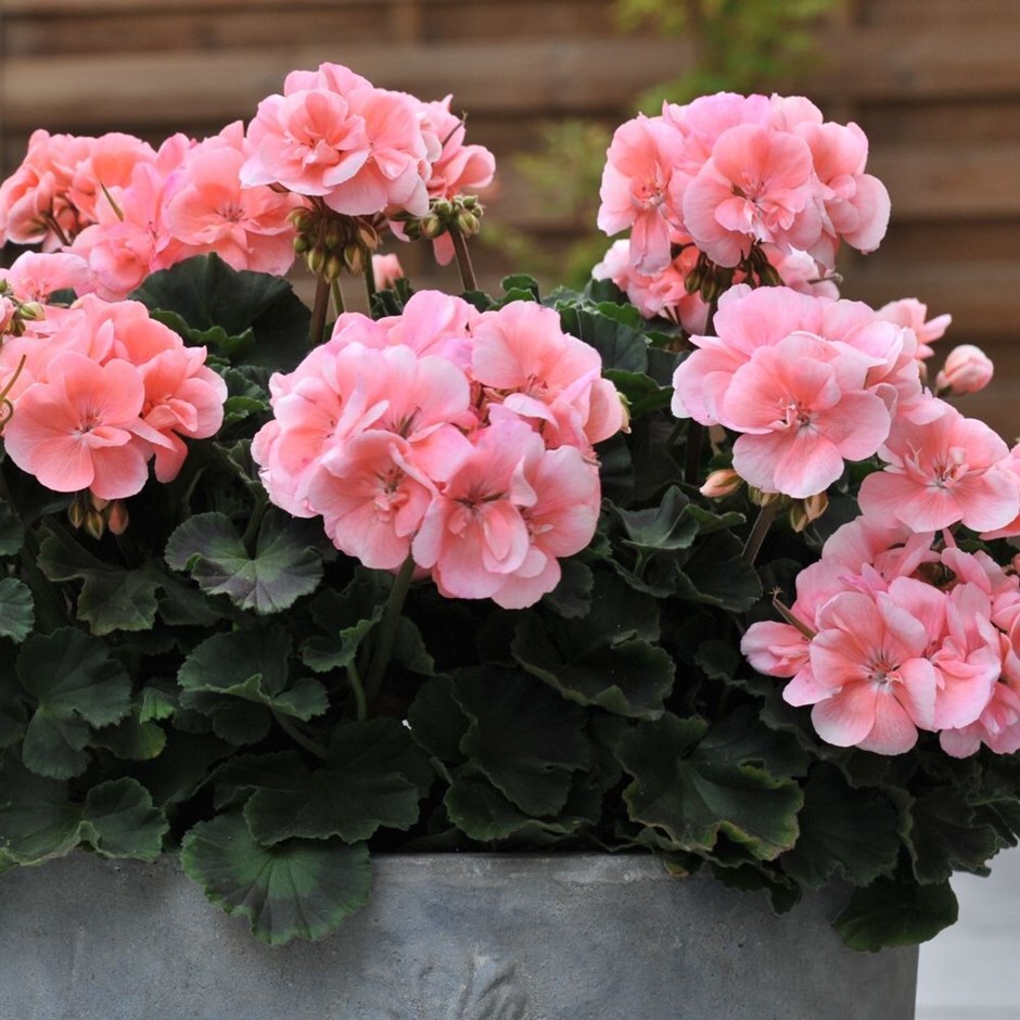 Buy 13cm Pot Grown Bedding Delivered Direct By A British Nursery Geranium Savannah Light Salmon Duesalisal Savannah Series 29 99 Delivery By Crocus