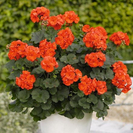 Picture of Geranium Savannah Oh so Orange (Savannah Series)