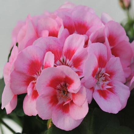 Picture of Geranium Savannah Pink (Mega) Splash (Savannah Series)