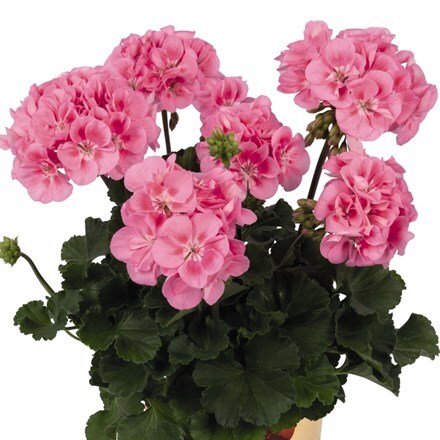 Picture of Geranium Savannah Pink 2019 (Savannah Series)