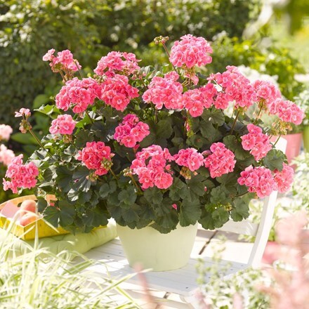 Picture of Geranium Savannah Pink Sizzle ('Duesapisi') (PBR) (Savannah Series)