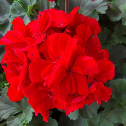 Picture of Geranium Savannah Really Red (Savannah Series)