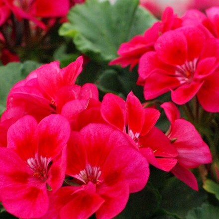 Picture of Geranium Savannah TexMex Merlot Sizzle (Savannah Series)