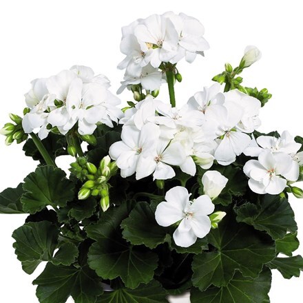 Picture of Geranium Savannah White ('Dueblanko') (PBR) (Savannah Series)