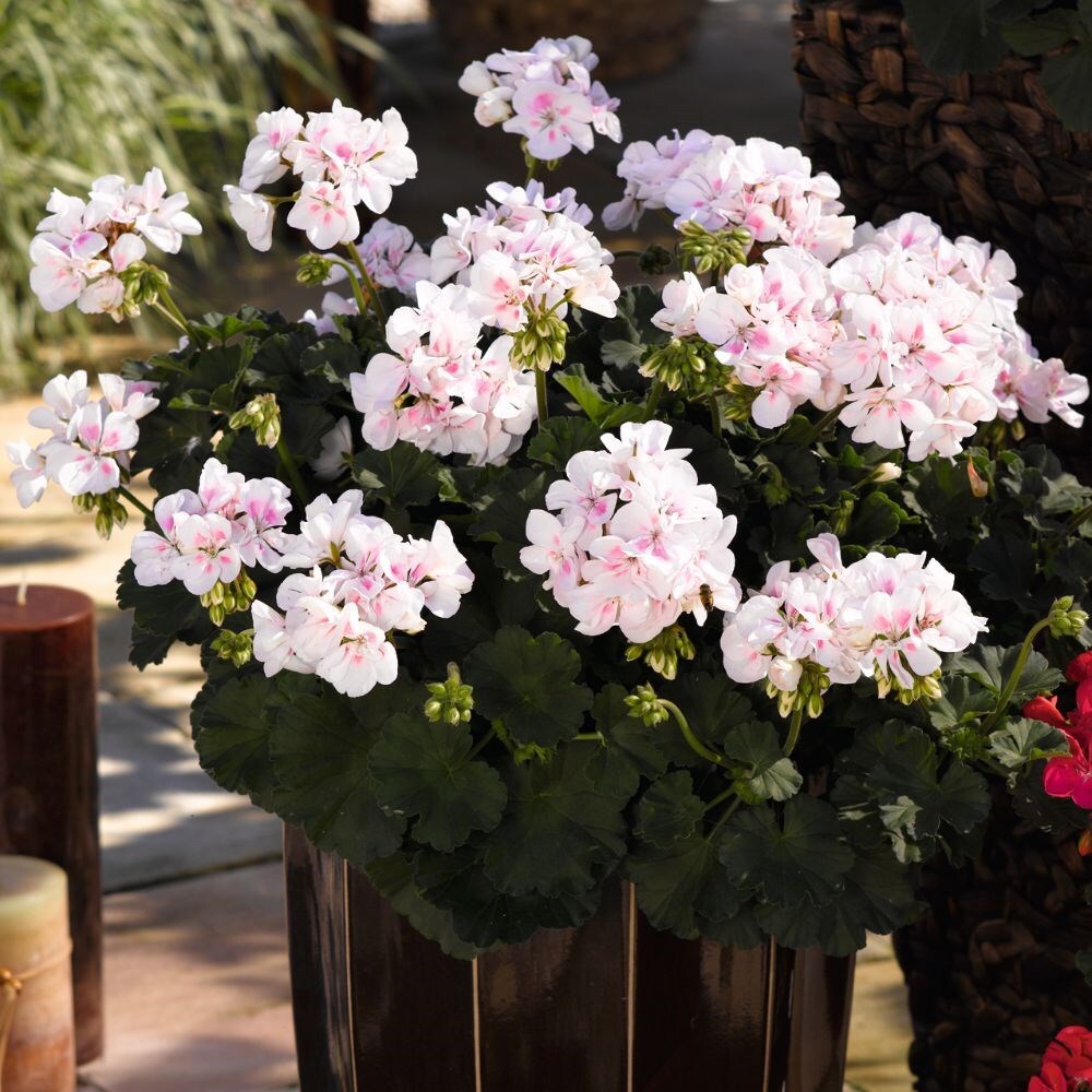 Buy 13cm pot grown bedding delivered direct by a British nursery