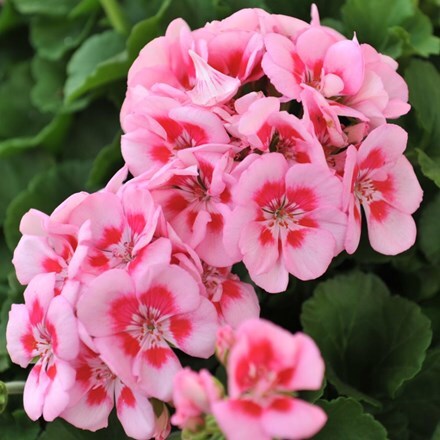 Picture of Geranium Survivor Idols Pink Mega Splash (Survivor Idols Series)