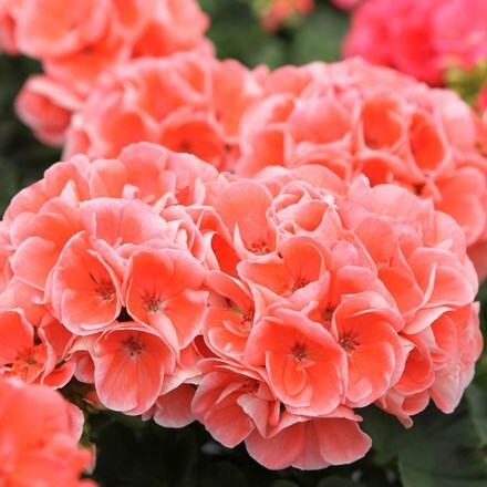 Picture of Geranium Survivor Idols Salmon Sensation (Survivor Idols Series)