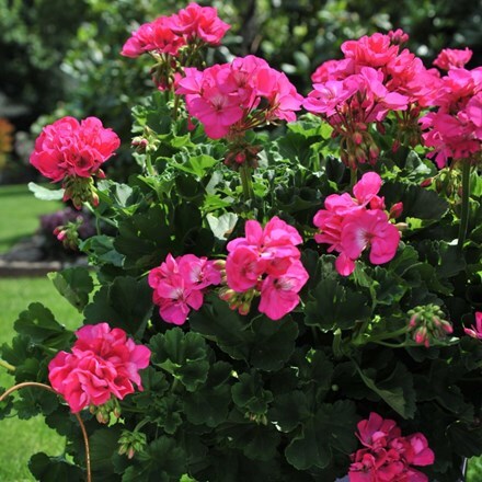 Picture of Geranium Big Eeze Fuchsia Blue ('Duebezfubu') (Big Eeze Series)