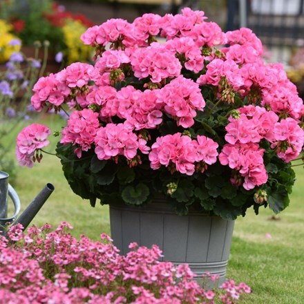 Picture of Geranium Big Eeze Pink ('Duebezpin') (Big Eeze Series)