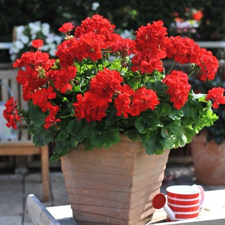 Picture of Geranium Big Eeze Red ('Duebezre') (Big Eeze Series)